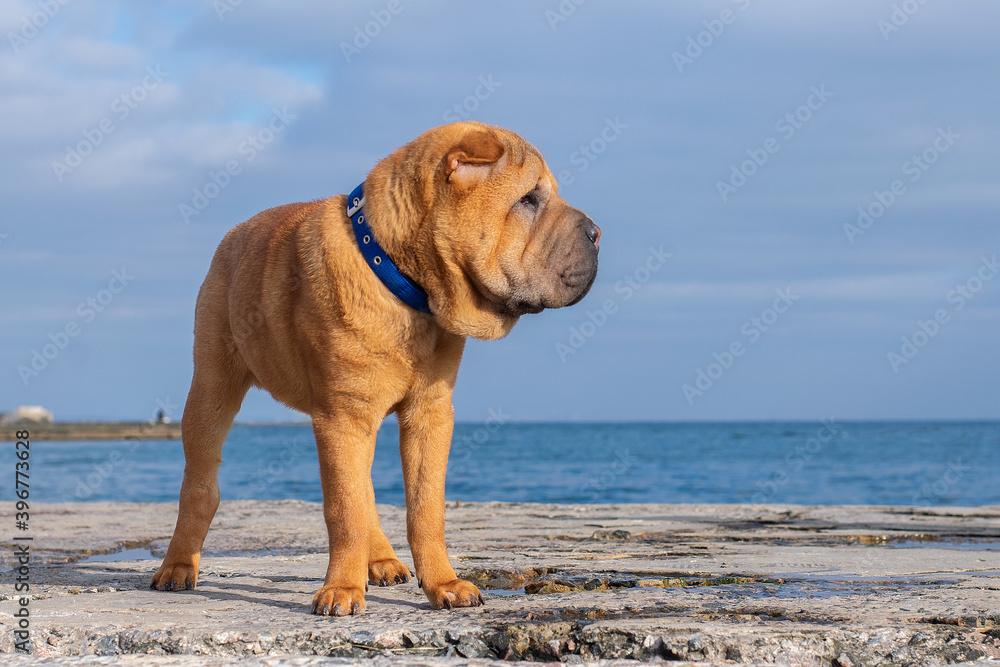 Shar Pei dog stands on the sea on the pier on the beach. Copy space. Shar Pei dog stands on the sea on the pier on the beach. Copy space.