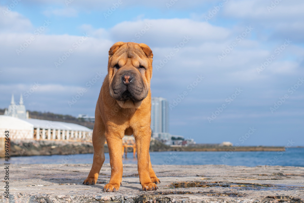 Red Shar Pei dog stands on a stone pier on the beach. Red Shar Pei dog stands on a stone pier on the beach.