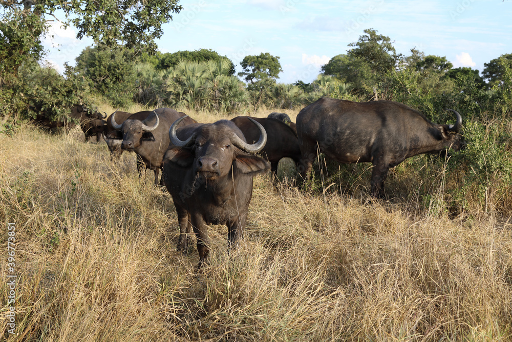 Kaffernbüffel / Buffalo / Syncerus caffer Kaffernbüffel / Buffalo / Syncerus caffer