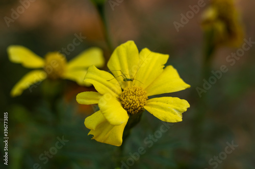 Close up of fresh yellow flower in garden