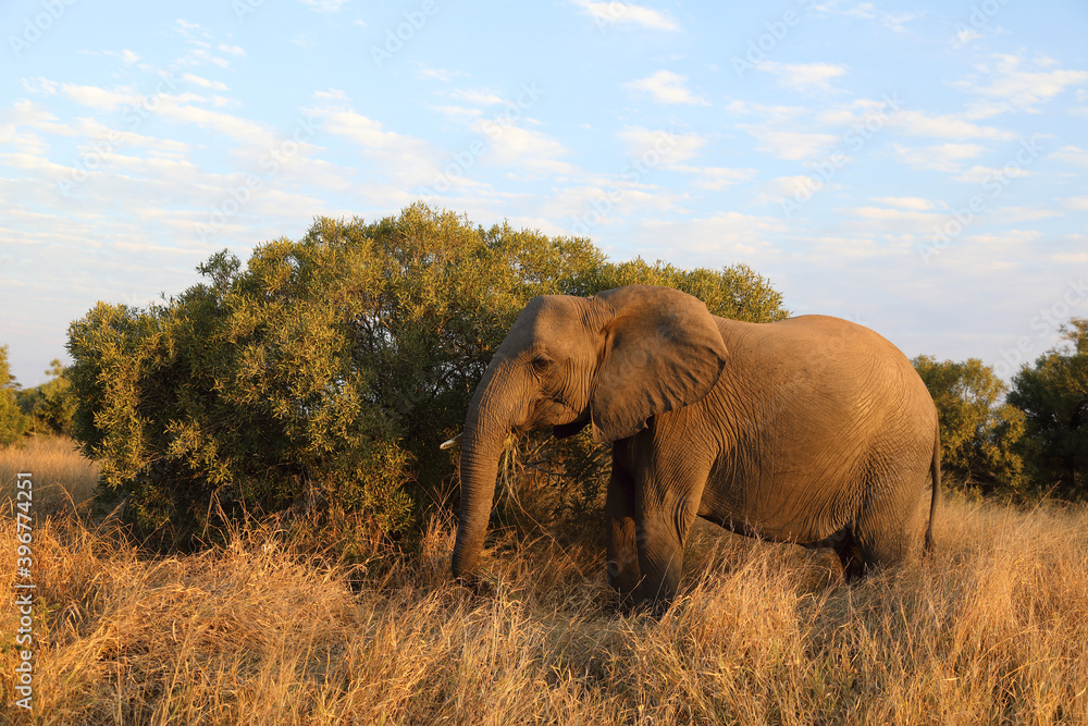 Obraz premium Afrikanischer Elefant / African elephant / Loxodonta africana