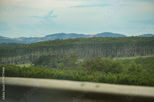 Eucalyptus plantation on the BR 376 road, region of Campos Gerais, Paraná, southern Brazil.