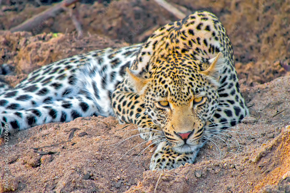 Obraz premium Leopard, Panthera pardus, Kruger National Park, South Africa, Africa