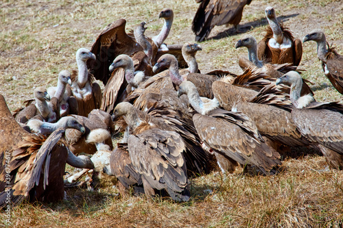 Fotografie Griffon Vulture, Gyps fulvus, Monfrague National Park, Biosphere Reserve, Cacere