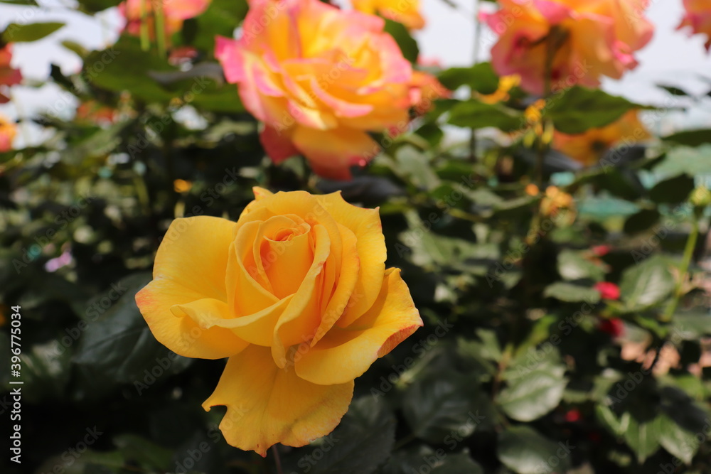 Close up view of a beautiful yellow flower in a garden with blurred background Close up view of a beautiful yellow flower in a garden with blurred background