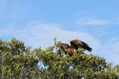 Wahlbergsadler / Wahlberg's  Eagle / Aquila wahlbergi photo