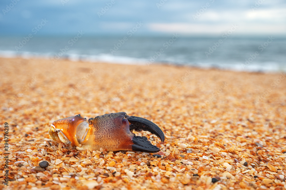 Dead crab claw on yellow sand beach with selective focus and bokeh background