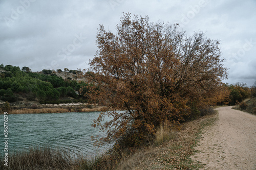 tree on the river