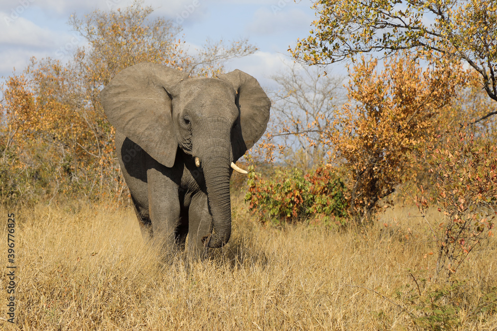 Fototapeta premium Afrikanischer Elefant / African elephant / Loxodonta africana.