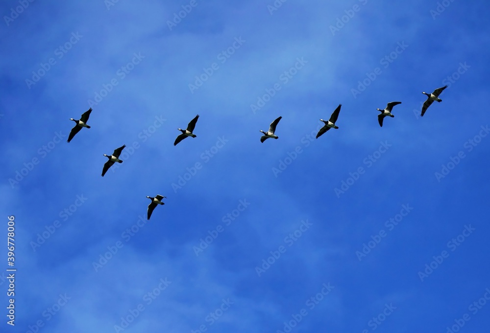 Canada geese Branta canadensis under blue sky