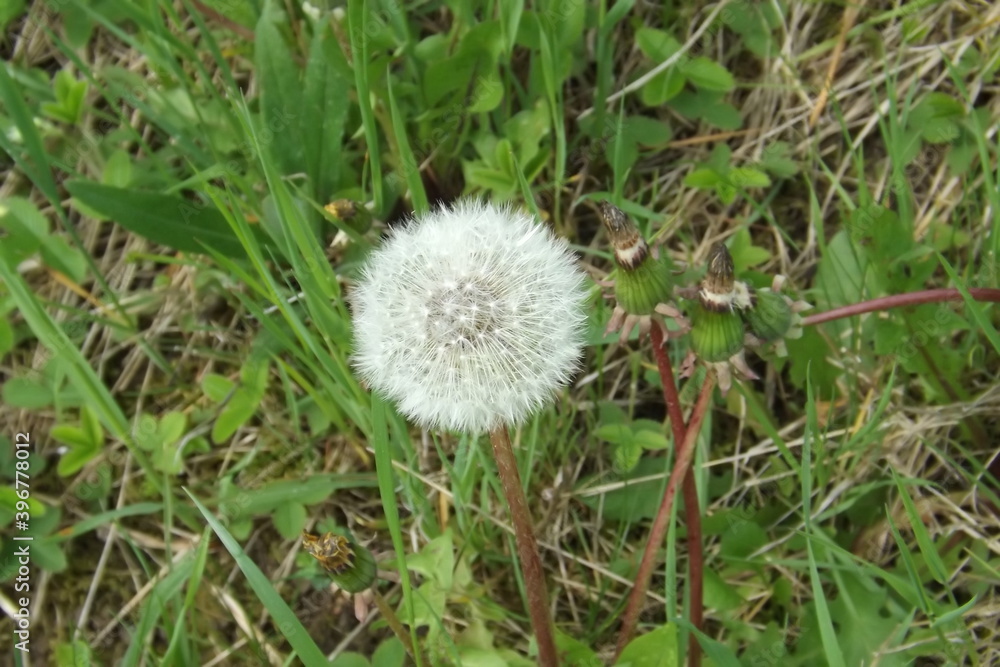 dandelion in the grass dandelion in the grass