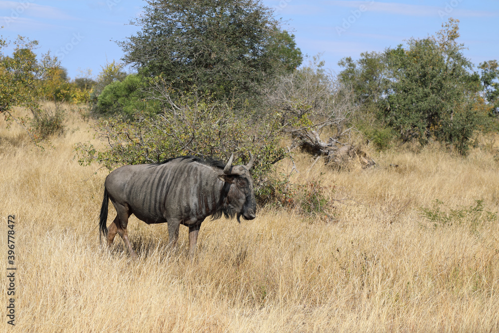 Streifengnu / Blue wildebeest / Connochaetes taurinus Streifengnu / Blue wildebeest / Connochaetes taurinus