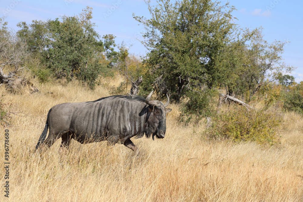Naklejka premium Streifengnu / Blue wildebeest / Connochaetes taurinus