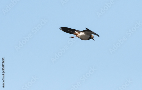 A single Lapwing in flight with a blue sky