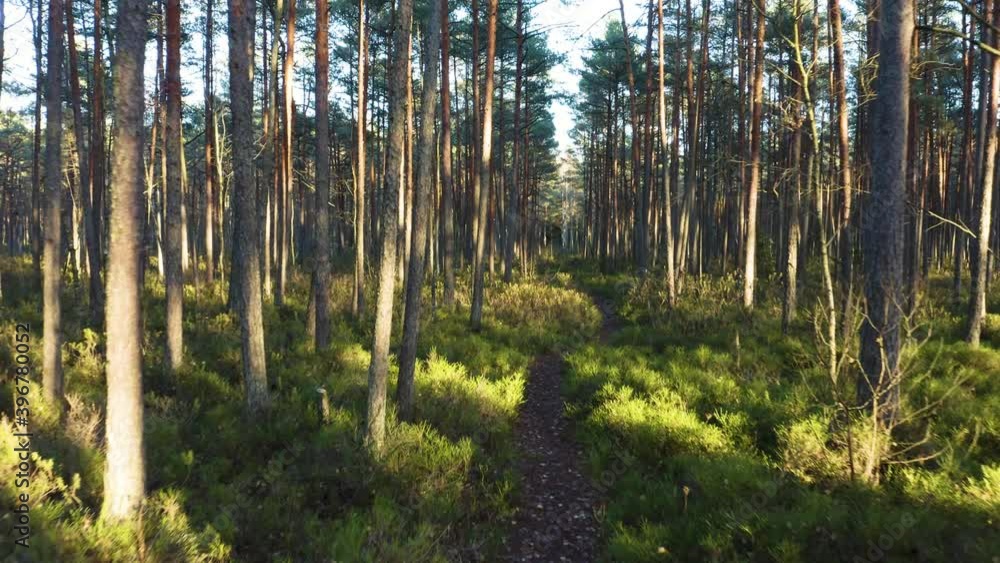 Drone shot flying on autumn pine tree forest. Slow flight in forest on fall season.
Drone shot flying on autumn pine tree forest. Slow flight in forest on fall season.