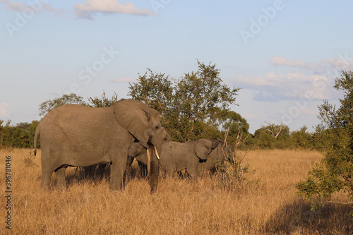 Afrikanischer Elefant / African elephant / Loxodonta africana. © Ludwig