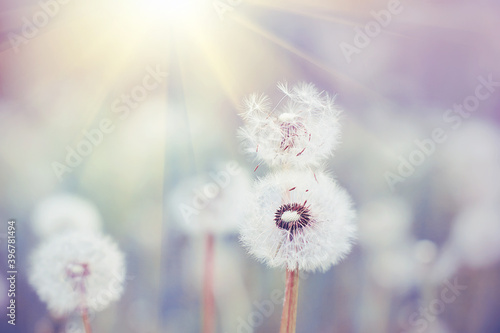 Fototapeta Naklejka Na Ścianę i Meble -  The sun's rays illuminate the delicate fluff on a white fluffy dandelion growing in a meadow. Summer.  Delicate flowers.