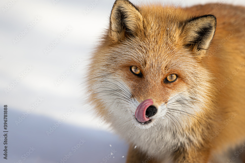 Fototapeta premium キタキツネ 冬 雪の中 北海道 