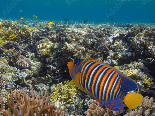 Tropical fish and corals. Red Sea