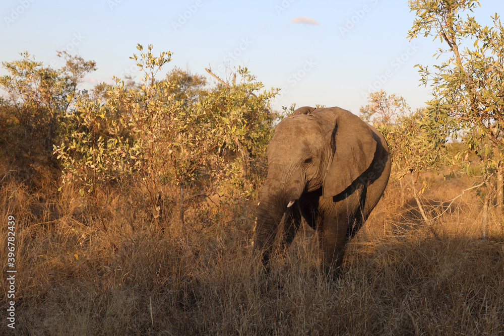Fototapeta premium Afrikanischer Elefant / African elephant / Loxodonta africana.