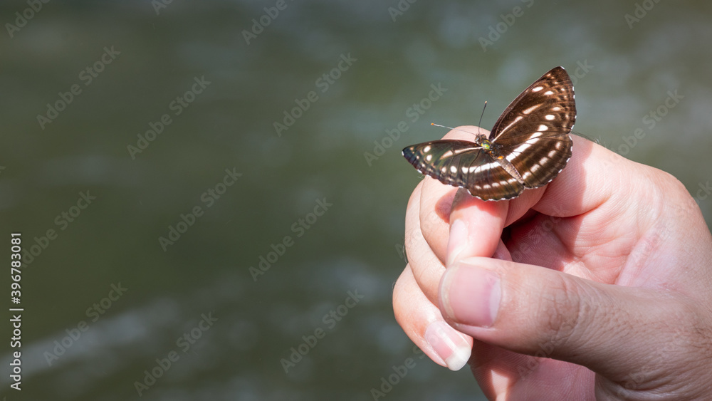 Beauty butterfly on hand with blurred background. Butterfly closeup. Nature. Macro, Butterfly on hand in jungle the beauty of nature Beauty butterfly on hand with blurred background. Butterfly closeup. Nature. Macro, Butterfly on hand in jungle the beauty of nature