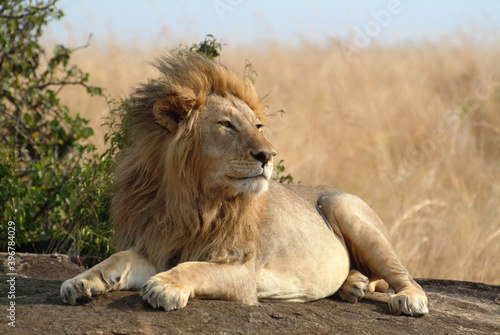Lion relaxes on the rock. Masai Mara  Kenya