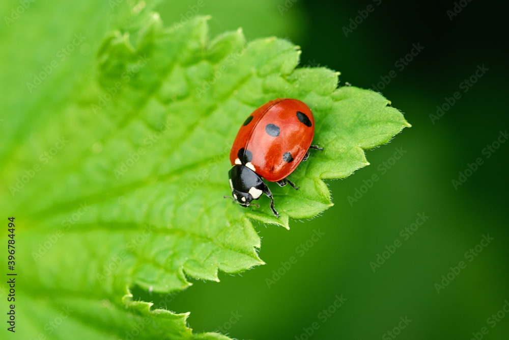 Ladybug on a green leaf. Beautiful spring day Ladybug on a green leaf. Beautiful spring day