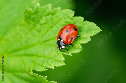 Ladybug on a green leaf. Beautiful spring day