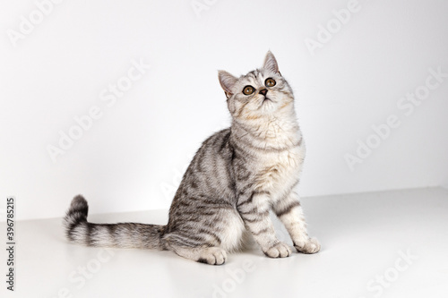 Scottish straight cat tabby on white background © fotofabrika