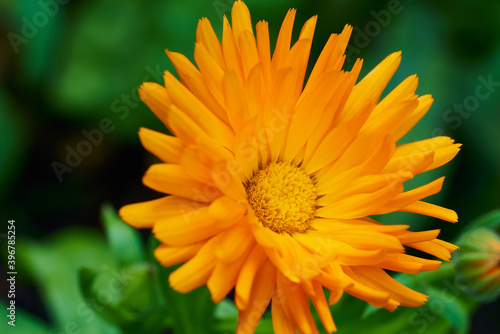 Die pharmazeutisch bedeutsame Ringelblume in der Farbe Orange