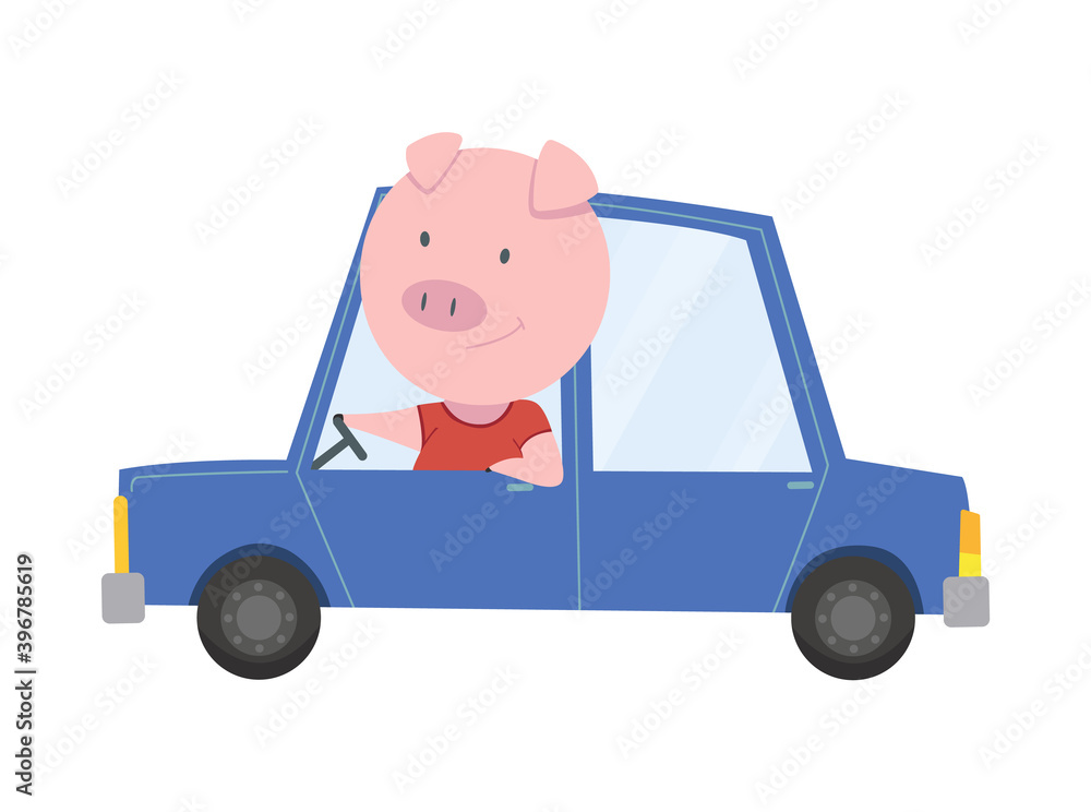 Colored kids transport with cute little pig or hog. Animal driving car. Cartoon animal driver, pets vehicle and happy in funny car. Transportation animal character travel in car