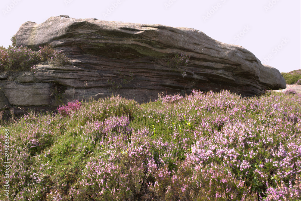 flowers on the rocks