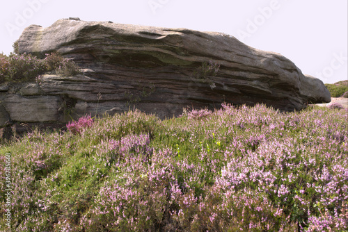 Obraz na płótnie flowers on the rocks w salonie