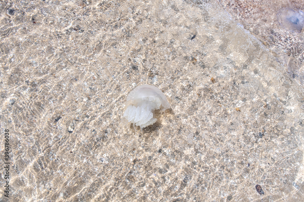 Many transparent jellyfish in the coastal waters of the sea. Danger of bathing Many transparent jellyfish in the coastal waters of the sea. Danger of bathing