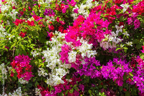 beautiful tropical exotic Bougainvillea flower blooming in the garden, Ethiopia nature, Africa