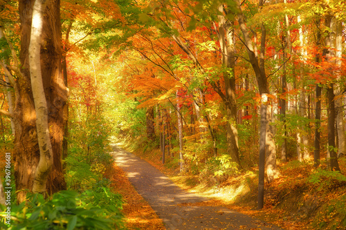 優しい秋の森