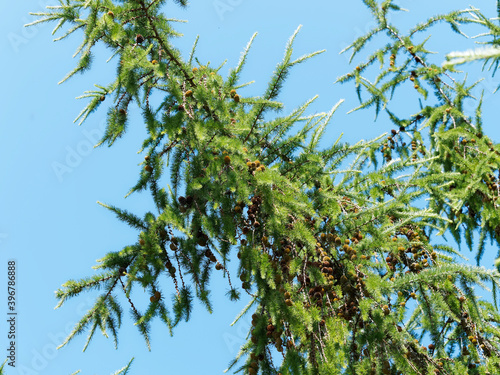 (Larix decidua) European larch with branches covered of green foliage in summer under a beautiful blue sky 