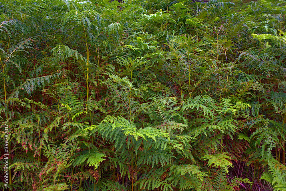 fern in the forest