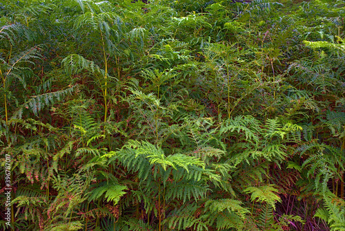 Obraz na płótnie fern in the forest w salonie
