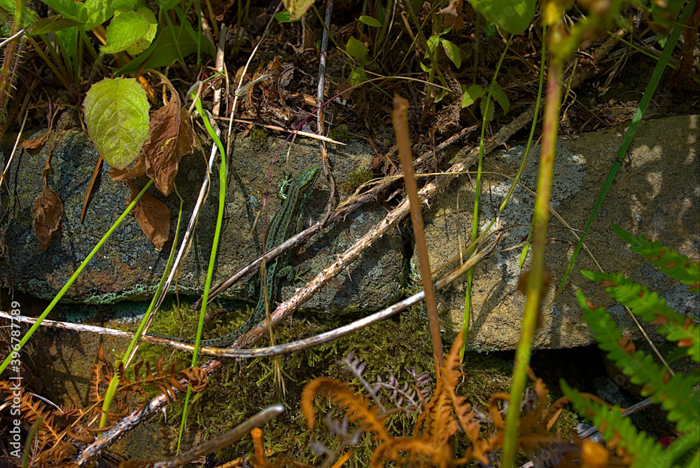 a lizard between branches on a stone wall a lizard between branches on a stone wall