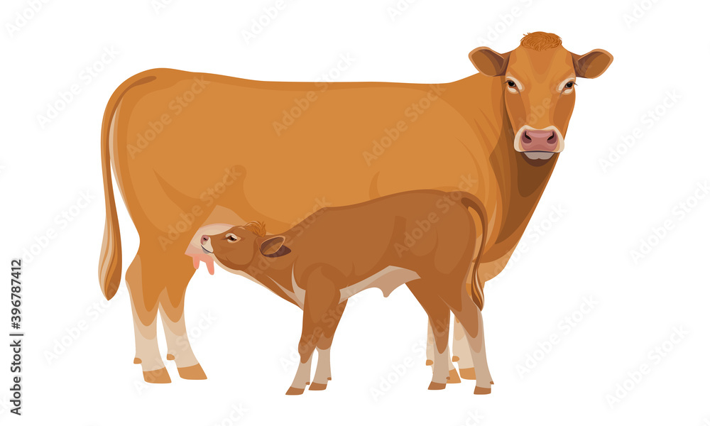 Limousine - The Best Beef Cattle Breeds. Set Bull, Cow, Calf. Farm animals. Vector Illustration. Limousine - The Best Beef Cattle Breeds. Set Bull, Cow, Calf. Farm animals. Vector Illustration.