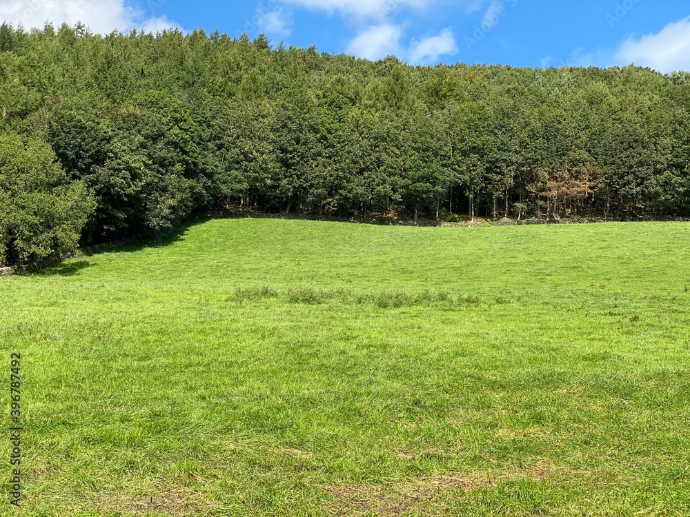 Large forest, with an extensive meadow in the foreground, on a summers day in, Shipley, Bradford, UK Large forest, with an extensive meadow in the foreground, on a summers day in, Shipley, Bradford, UK