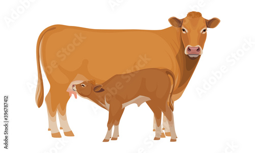 Limousine - The Best Beef Cattle Breeds. Set Bull, Cow, Calf. Farm animals. Vector Illustration.