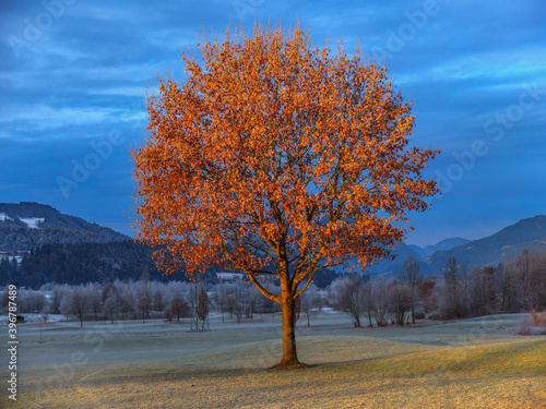 Alone tree on meadow at sunset. 