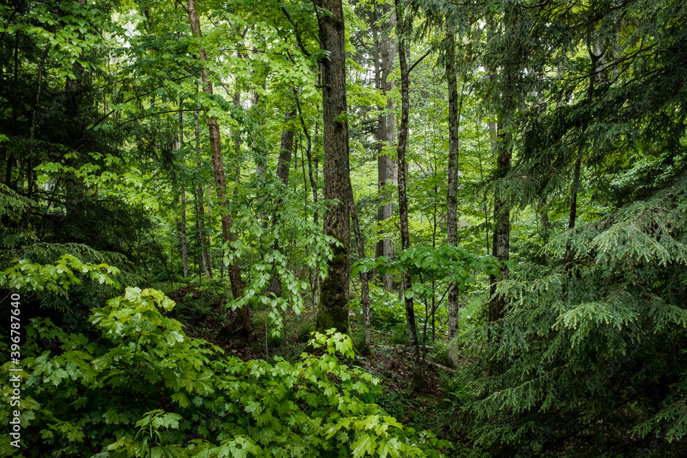 Lush green forest Lush green forest