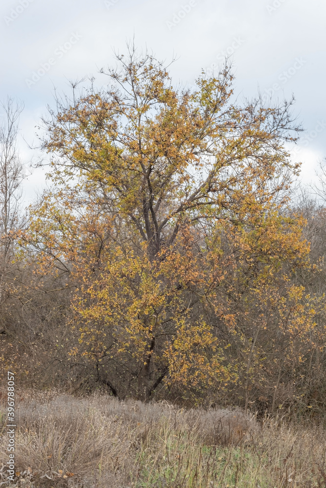Fototapeta premium Big yellow tree in a black and white landscape