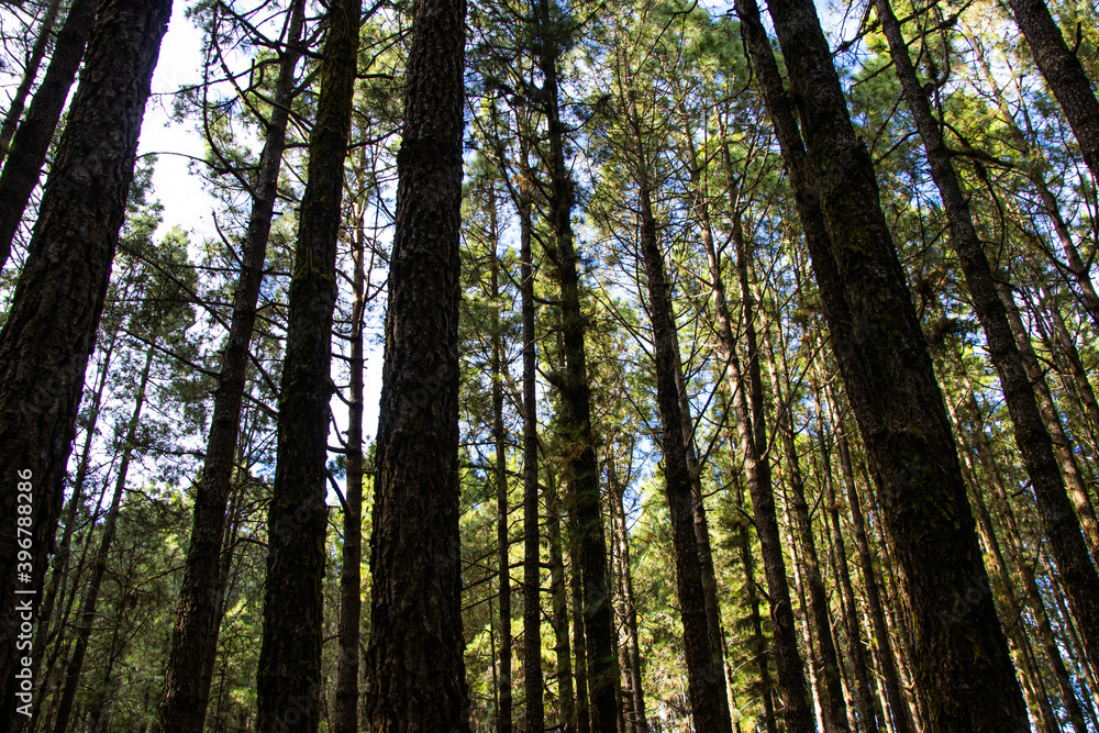 Fototapeta premium Forest with pine trees in spring, view from below, Tenerife