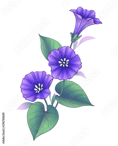 Hand Drawn Violet Bindweed Flower with Leaves