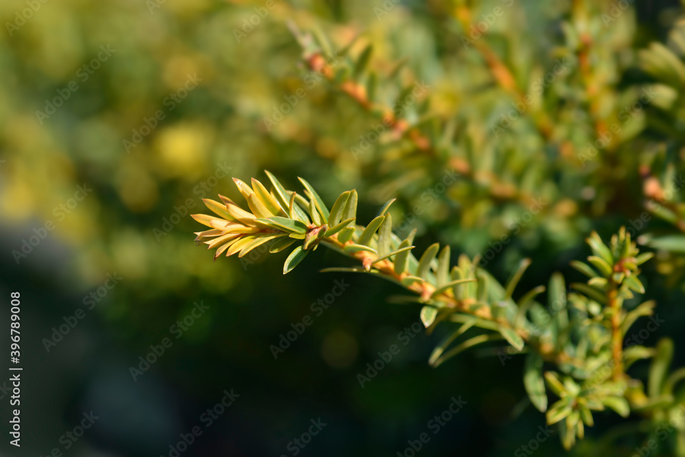 Common Yew Semperaurea Common Yew Semperaurea