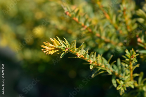 Common Yew Semperaurea